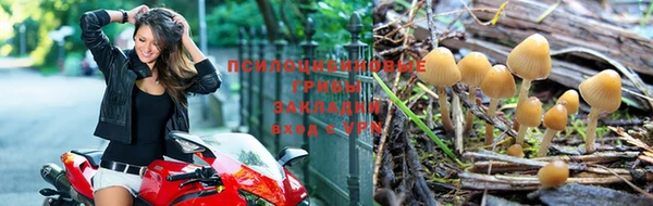 прущие грибы Абинск